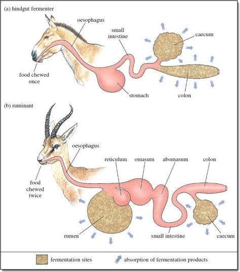 Two Examples Of Herbivores And Bacteria Symbionts Brown Area Colon And Cecum Appendix Much