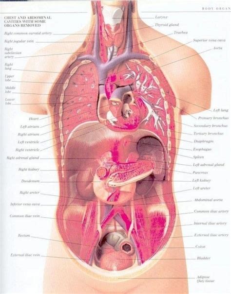 Internal female human anatomy / welcome to innerbody.com, a free educational resource for learning about human anatomy and physiology. Picture Of Organs Inside The Body - koibana.info | Human ...