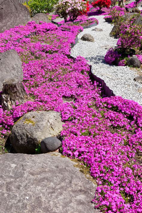 Bianca, fiori di ortensia, foto d'acqua, fiori, sfondi, basta aggiungere acqua, le stagioni, primavera, cc0, dominio pubblico, privo di copyright. Un cascata di fiori in giardino: 12 splendide idee per ...