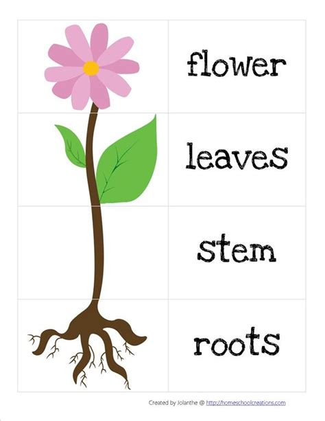 Female parts of a flower for kids. parts of a flower3.jpg | Cool ideas | Pinterest ...