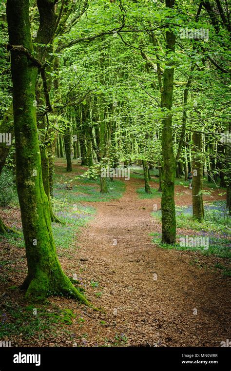 Rhiwbina Hi Res Stock Photography And Images Alamy