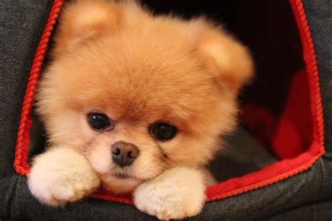 1000 Images About Boo The Worlds Cutest Dog On Pinterest Stuffed