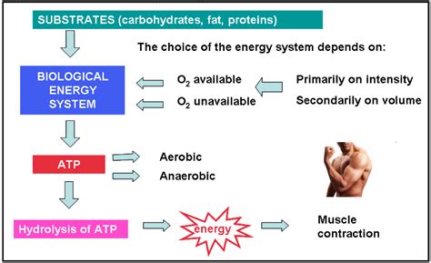 Securing Energy For Sports Performance