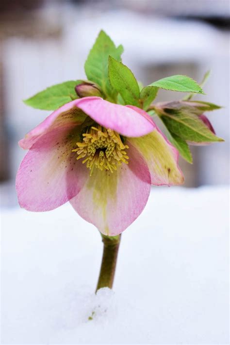 How To Plant And Grow Hellebores Gardeners Path