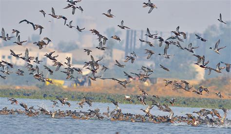 Change In Spring Arrival Of Migratory Birds Due To Climate Change The