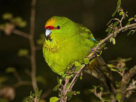 Green Parrot Bonito Parrot Green Hd Wallpaper Peakpx