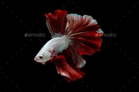 Colorful With Main Color Of Metallic White And Red Betta Fish Siamese