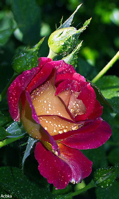 Visit The Post For More In 2021 Beautiful Rose Flowers Beautiful
