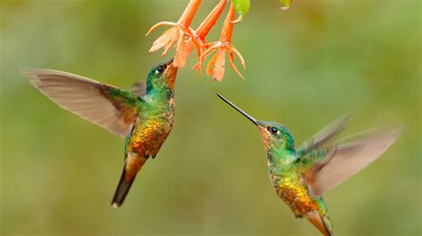 What To Plant In Your Garden To Attract Hummingbirds
