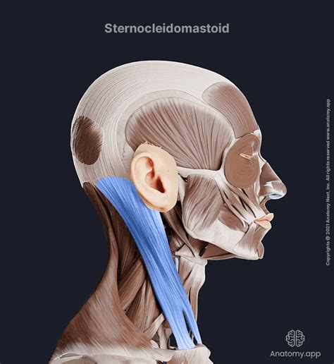 Sternocleidomastoid Encyclopedia Anatomyapp Learn Anatomy 3d