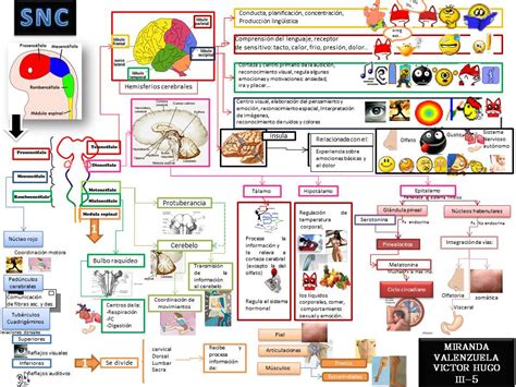 Mapa Mental De Sistema Nervioso Central Y Periferico Png Boni Images