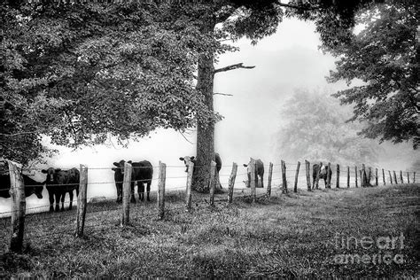 When The Cows Come Home Blue Ridge Bw Photograph By Dan Carmichael
