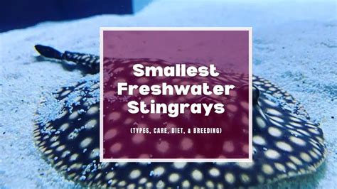 The 3 Most Popular Small Freshwater Stingrays Care Diet Tank Mates
