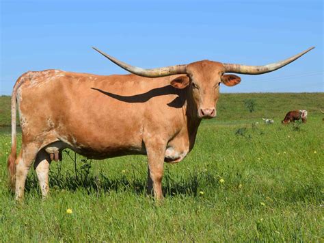 Rocking O Longhorns Texas Longhorn Cattle For Sale Austin Texas