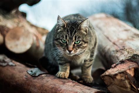 Fotos Gratis Fauna Bigotes Vertebrado Gato Atigrado Gato Salvaje
