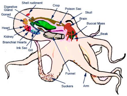 Atlantic Pygmy Octopus - Digestive systems