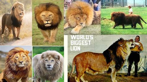 10 Biggest Lions In History Top 10 Largest Lions Youtube