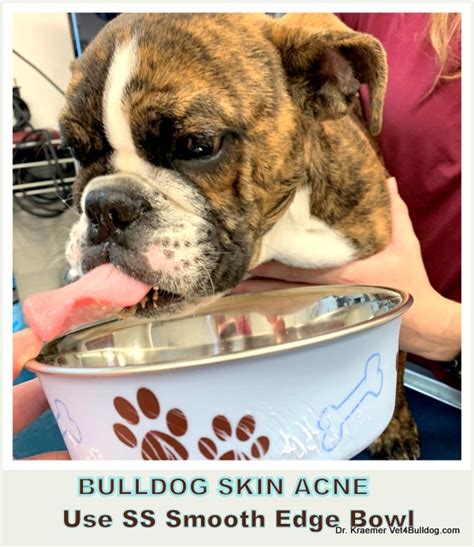 How To Clear Acne On Bulldog
