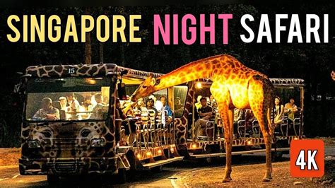Singapore Night Safari Creatures Of The Night Show 2022 Youtube