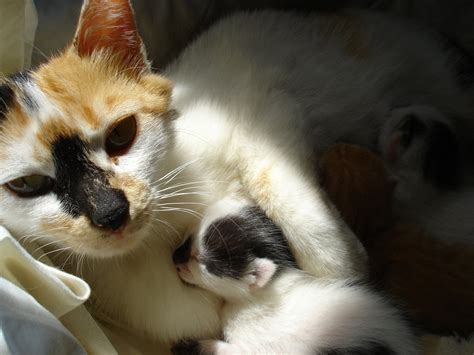 Mother Cat And Her Babyies 2 Free Photo Download Freeimages