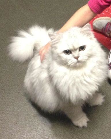 Olx pakistan offers online local classified ads for cats. Silver Chinchilla Persian kitten for Sale in Charbonneau ...