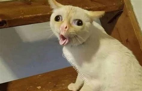 Viral Cat Coughing Meme Girlfriend