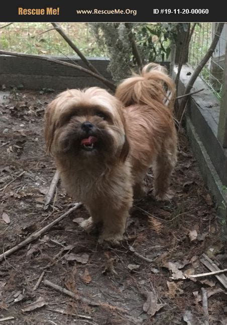 adopt 19112000060 ~ shih tzu rescue ~ baton rouge la