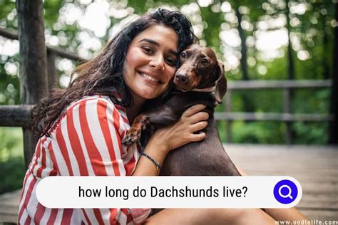 How Long Do Dachshunds Live Dachshund Lifespan Oodle Life