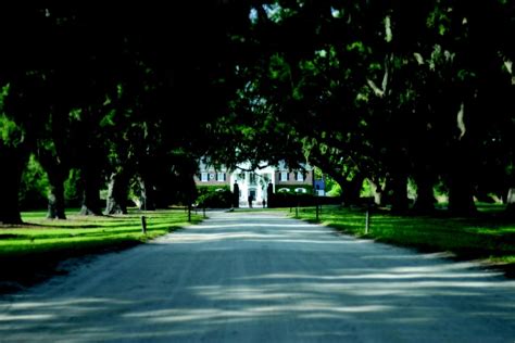 Charlestons Boone Hall Avenue Of Oaks Scenes From The Notebook Were