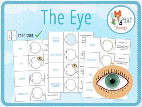 The Eye Card Sort Ks34 Teaching Resources