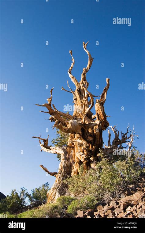 Ancient Bristlecone Pine Tree Pinus Longaeva In The Ancient Bristlecone