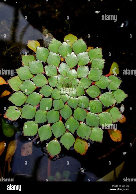 Mosaic Plant Ludwigia Sedoides Stock Photo Alamy