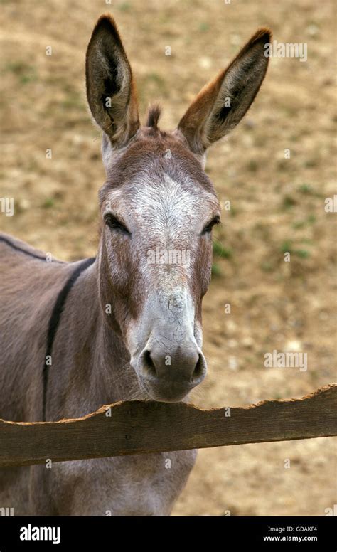 Portrait Of Grey Domestic Donkey A French Breed Stock Photo Alamy