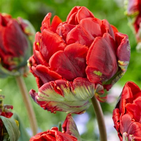 Buy Parrot Tulip Bulbs Tulipa Rococo Double £799 Delivery By Crocus