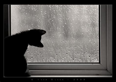 Melancholic Rain Kitten Cats Rainy Day Fun Cat Pics