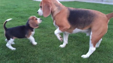 Louie The Beagle Meets 8 Week Old Puppy Marie For The First Time Cute