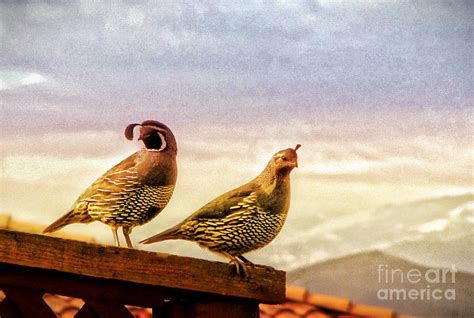 Quail And His Lady Photograph By Phyllis Kaltenbach Fine Art America
