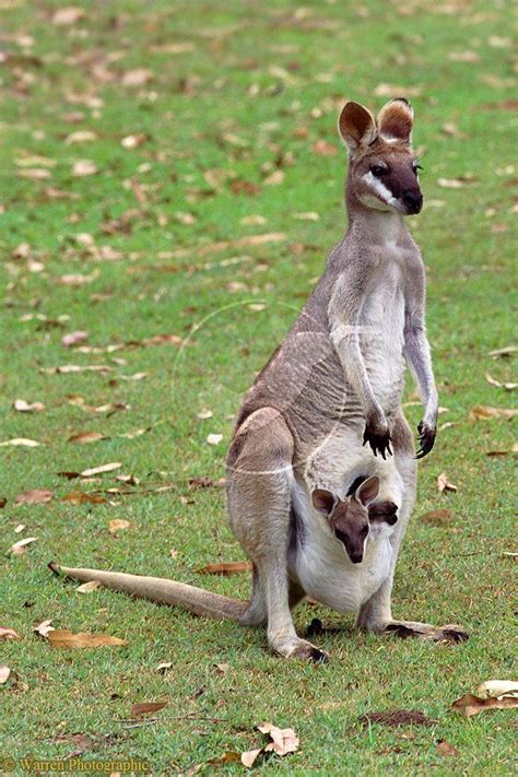 A small wallaby (= an animal with a long tail and strong legs for jumping with) that in the past…. Baby Pretty-faced Wallaby! (With images) | Cute animal ...