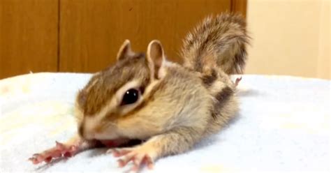 This Chipmunk Really Struggles To Get Up In The Morning Metro News