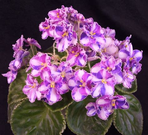 African Violets And Collectible Houseplants Shipping Everywhere To