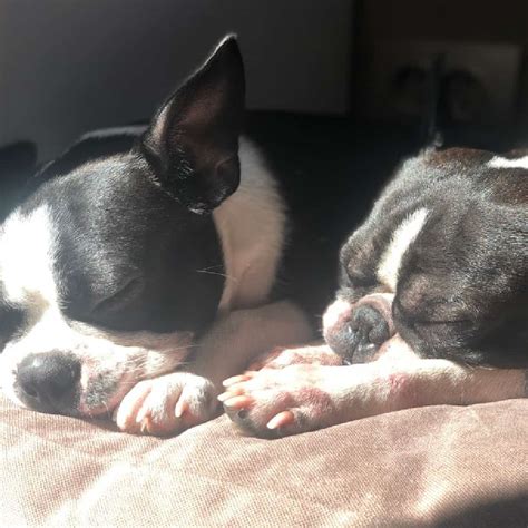 Boston Terrier Rescues In Connecticut Cost And Adoption Process