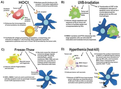 Four Whole Tumor Lysate Preparations Currently In Use In The Clinics