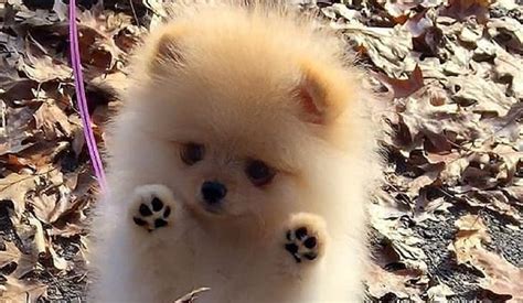 15 Pomeranian Pics Thatll Keep You Smiling Through The Rest Of This