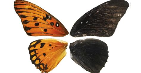 Scientists Can Now Repaint Butterfly Wings The Atlantic