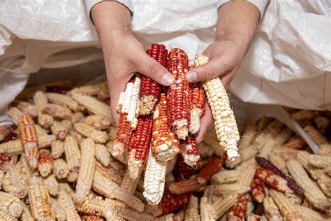Project Milpa Reconnecting To Traditional Foods Idaho Organization Of Resource Councils