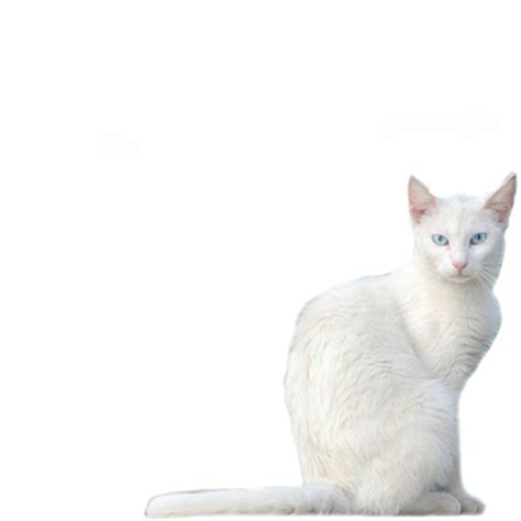 White Cat Png 40369 Free Icons And Png Backgrounds