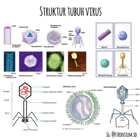 Struktur Tubuh Virus Trakteer Id