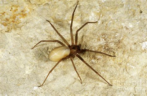 Brown Recluse Spider Photograph By Gregory G Dimijian Md
