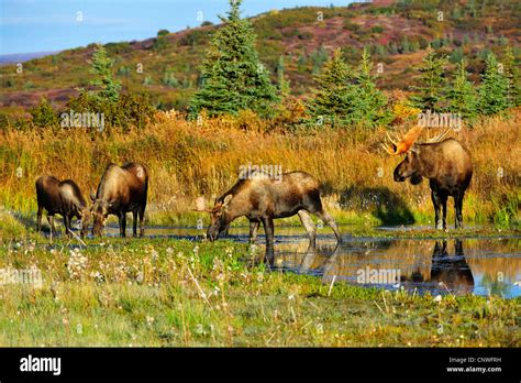 Alaska Moose Tundra Moose Yukon Moose Alces Alces Gigas Feeding On
