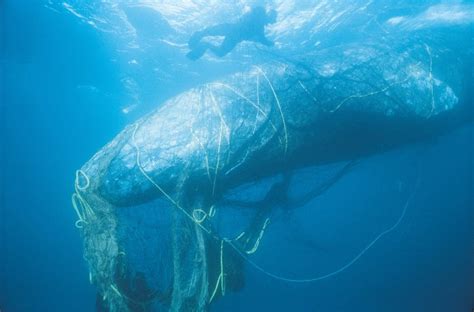 The Shocking Impacts Of Plastic Pollution In Our Oceans Eia International